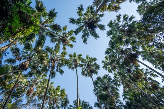 Scenery view of tall palm trees seen from Khamchanod forest in Udon Thani province, Thailand. photo