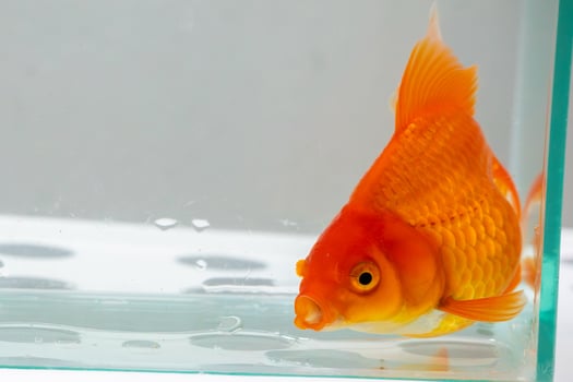 A goldfish is in a clear glass tank photo