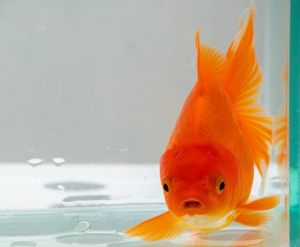 A goldfish is in a clear tank with water photo