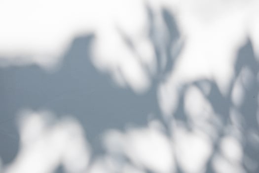 A shadow of a leaf on a wall photo