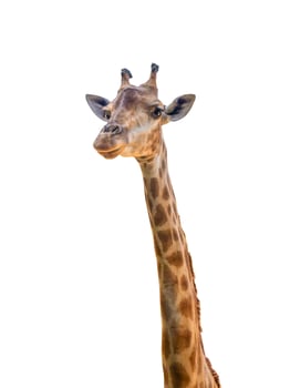 Giraffe long neck safari animal isolated on white background photo