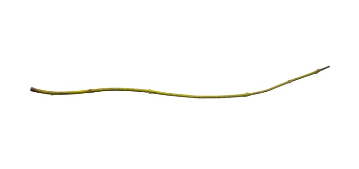 A long branch with a yellow stem photo