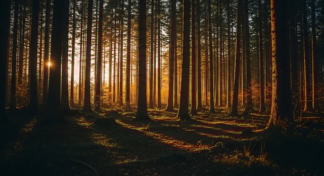 Sunlight Shining Through Forest Trees Creating Shadows photo