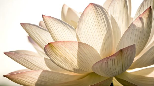Ethereal Lotus Blossom Close up of a Delicate Cream and Pink Petaled Flower Bathed in Soft, Natural Light photo