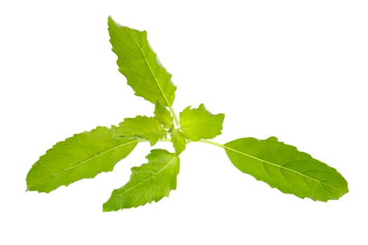 A fresh basil leaf on a white background photo
