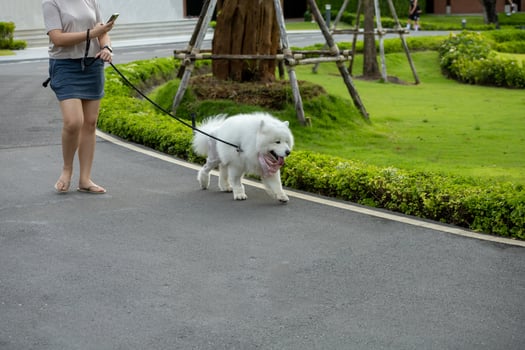 People walking with dog in the park photo