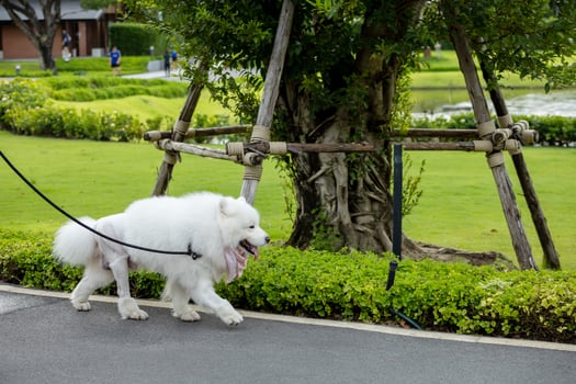 The dog in the park in bangkok photo