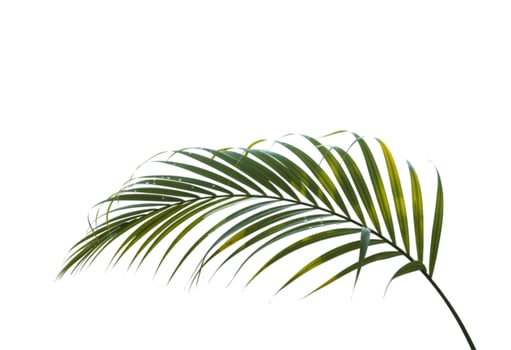 A single green palm frond with water droplets on a white background photo