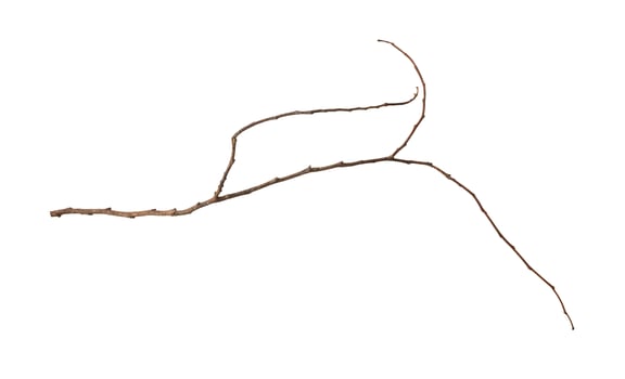 A branch with a long branch and a small branch photo