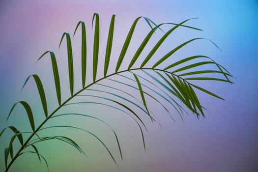 Palm leaf on a colorful background photo