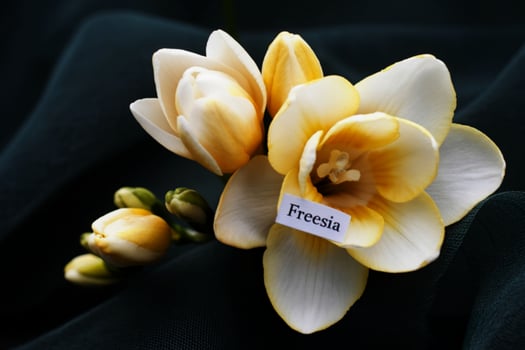 Closeup of yellow and white freesia flowers on dark fabric photo