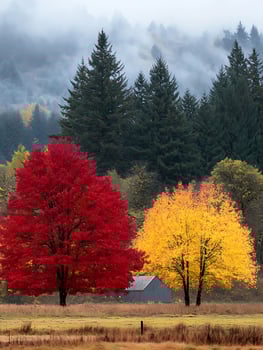 Vibrant Autumn Trees Frame Rural Barn with Misty Forest Backdrop. photo