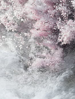 Delicate Glittering Pink and White Petals with Soft Bokeh Lights. photo