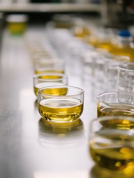 Tasting Lineup of Fresh Golden Olive Oil in Clear Glass Cups. photo