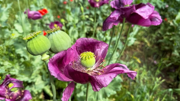 Vibrant violet poppies sway under the June sun, whispering secrets of Lammas festivities and ancient somnolent rituals photo