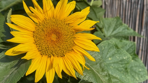 Golden sunflower basking in sunlight, exuding warmth of Midsummer Solstice, symbolizing joyous growth, Helianthus dreams photo