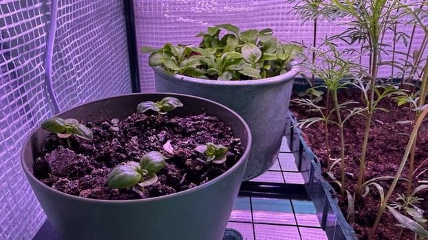 Sprouting dreams under lavender glow, verdant whispers herald springs awakening, niche gardening, and Earth Days eco embrace photo
