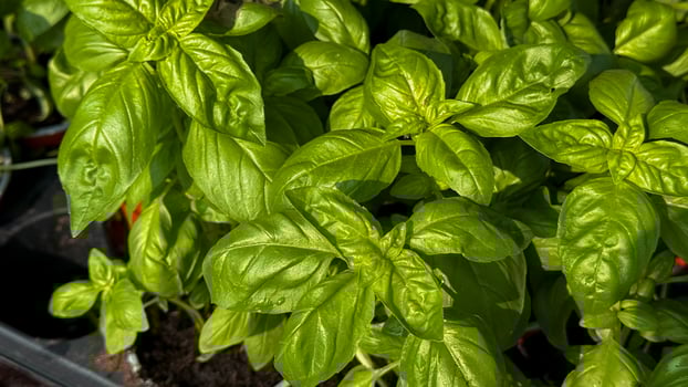 Verdant basil leaves bask in sunlit splendor, invoking pesto dreams, culinary enchantment, and the magic of Italian Fiesta dei Santi holiday photo