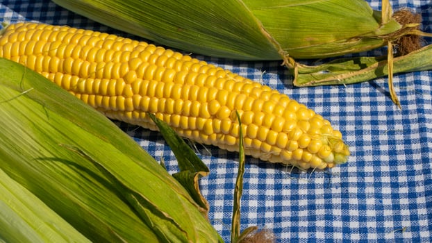 Golden corn basking on a gingham tablecloth, evoking harvest joy and Oktoberfests rustic autumnal celebrations photo