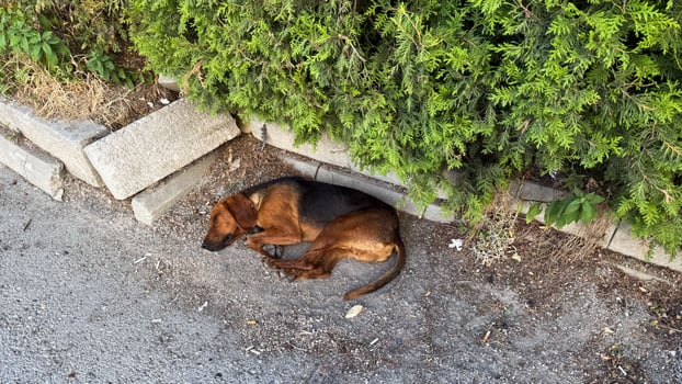 A slumbering hound nestled in urban greenery, echoing themes of tranquility and Earth Days quiet renewal photo