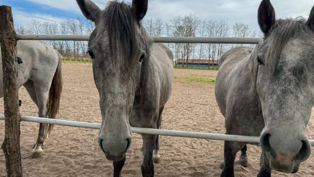 Stoic equine trio under the cerulean sky, evoking Eponas mythic whispers, perfect for Horse Appreciation Day celebrations photo