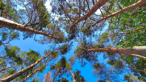 View from below of multiple tall pine trees with spreading branches and green needles against a clear blue sky. A wide forest canopy perspective filled with sunlight. photo