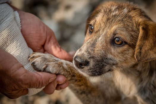 A person holding a dog's paw while it is being pet photo
