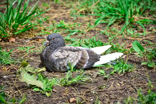Pigeon resting in green grass during sunny afternoon at urban park photo