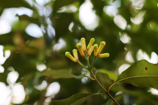 close up of fresh clove buds growing on green branch in natural spice garden photo