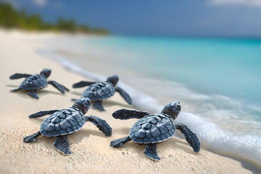 Four baby sea turtles are walking on the beach photo