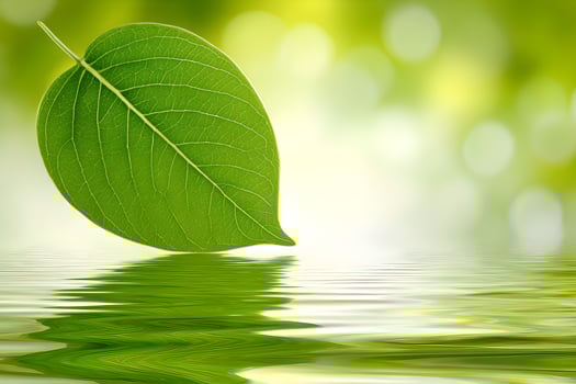 A green leaf floating in water with a bright background photo