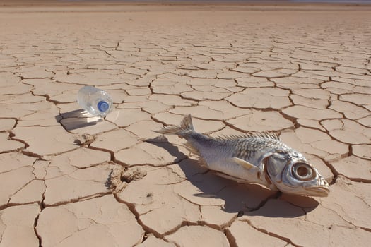 A dead fish on the ground photo