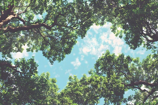 A view of the sky through the trees photo