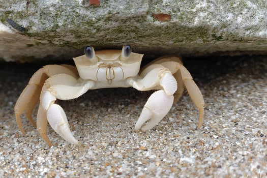 A crab with large eyes and long legs photo