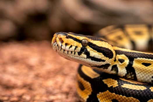Close up portrait of a python snake with striking yellow and black pattern photo