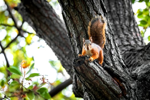 Finlaysons Squirrel on tree photo