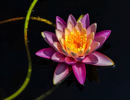 Vibrant water lily blooms with delicate petals floating on dark water photo