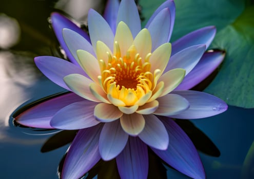 Vibrant water lily blooms with delicate purple and yellow petals floating on water photo