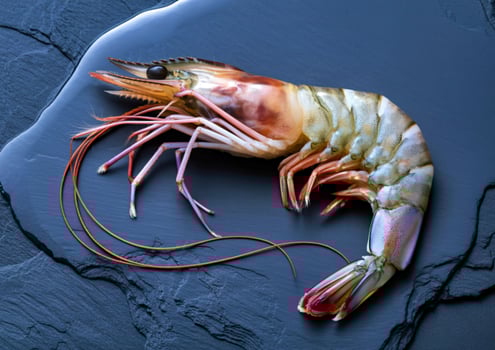 Single raw tiger prawn with long antennae on a dark slate surface photo