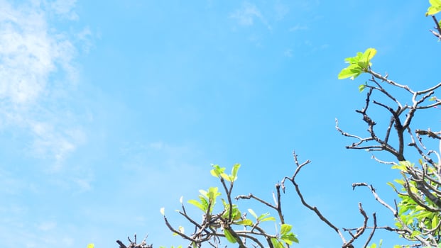 Blue sky and clouds with green leaves and tree branches in the foreground photo