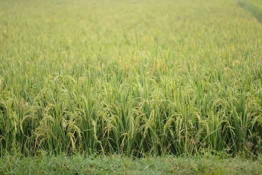 Rice fields. close up details of paddy plants in the fields, paddy ready to be harvested, broad paddy fields photo