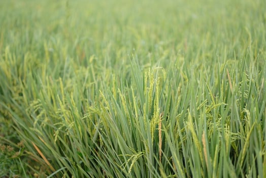 Rice fields - close up details of paddy plants in the fields, paddy ready to be harvested, broad paddy fields photo