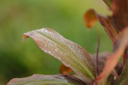 Dew on leaves. close up detail of dew on leaves in the morning photo