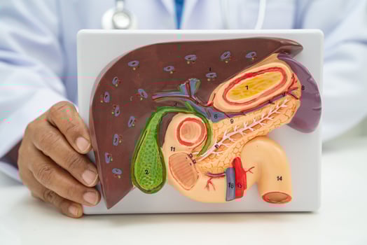 Liver with gallbladder, pancreas spleen and duodenum, Asian doctor holding human model photo
