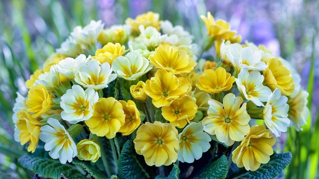 A bunch of yellow and white flowers in a pot photo
