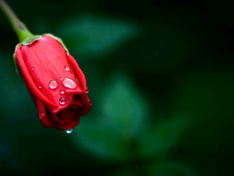 Red rose with water droplets on it photo