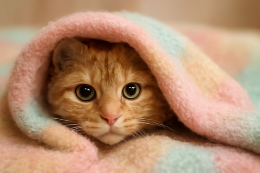 image of a Bohemian Rex cat peeking out from a pastel-colored blanket, showcasing its big, expressive eyes and soft curls. The warm, cozy mood creates an adorable comforting atmosphere photo