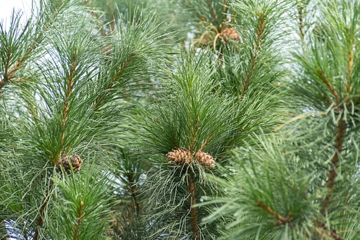 Green cedar tree branch with fresh needles and ripening cones. photo