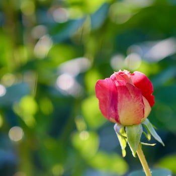 A single red rose bud on a stem photo