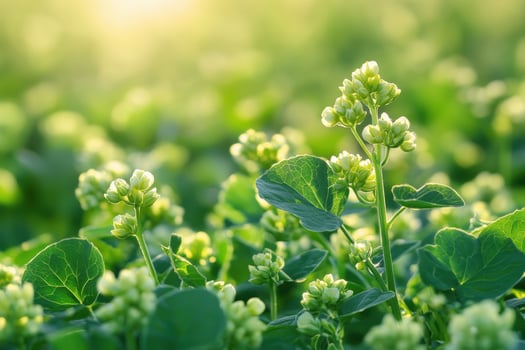 Green plants in a field with sunlight shining through photo